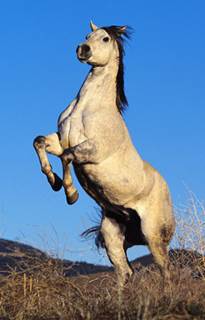 Opis: http://www.horse-training-care.com/images/rearing-horse.jpg