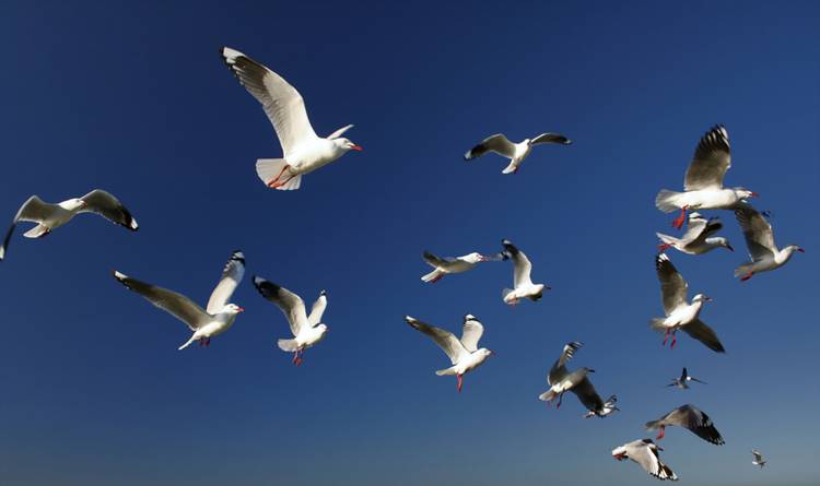 Opis: http://www.livescience.com/images/i/000/062/128/original/seagulls.jpg